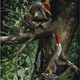 A paleoart rendition of two “Monkeydactyls.”